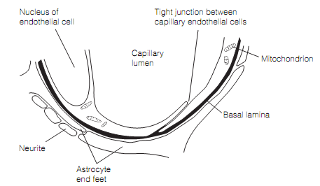 1701_Structure of the blood–brain barrier.png